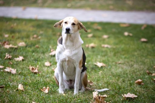 A closeup shot of a cute mix-breed dog in an autumn park
