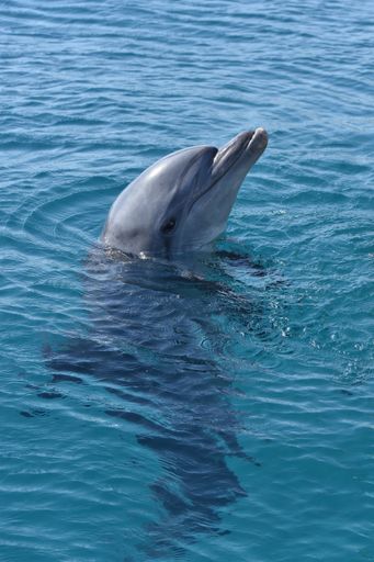 A vertical shot of a dolphin swimming in the blue waters of the marine park