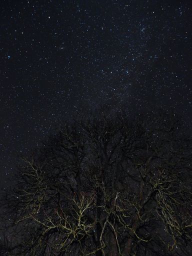 A vertical shot of a tree under starry sky