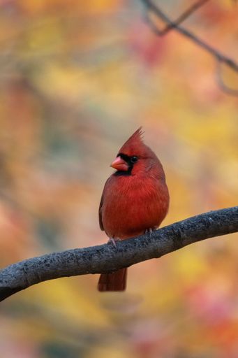 A vertical of a beautiful male red cardinal (Cardinalidae) resting outdoors on the blurred background