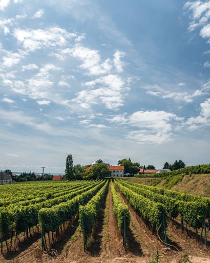 A beautiful view of a vineyard with houses in a background under the blue sky