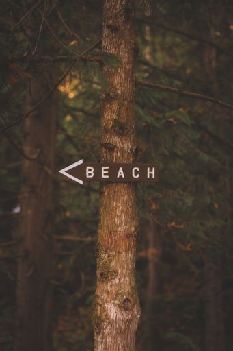 A vertical shot of a beach sign arrow directed to the left attached to a tree trunk in a forest