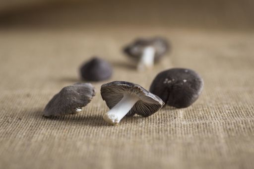 A selective focus shot of lamellar mushrooms