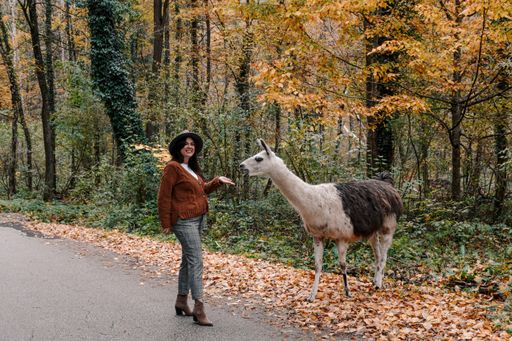 A happy female wearing a brown jacket with a fedora hat and feeding a llama in a forest in autumn