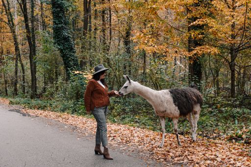 A brunette female wearing a brown jacket and a fedora hat and feeding a llama in a forest in autumn