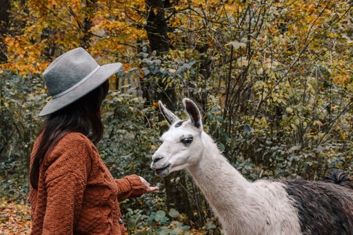 A brunette female wearing a brown jacket and a fedora hat and feeding a llama in a forest in autumn