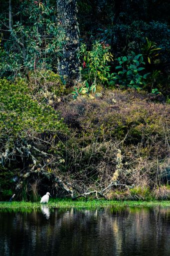A vertical shot of a white bird walking on the shore of the lake near green trees and bushes