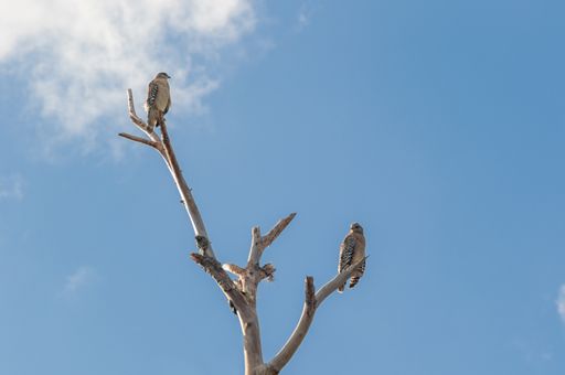 A low angle shot of two brown birds perched on a tree under the bright sky