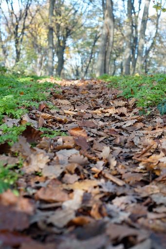 A path covered with autumn leaves between trees in a forest