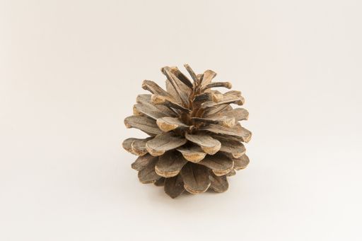 A closeup shot of a pine cone on a white background