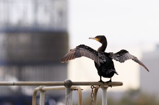 A selective focus shot of a double-crested cormorant perch on a metal railing in the park