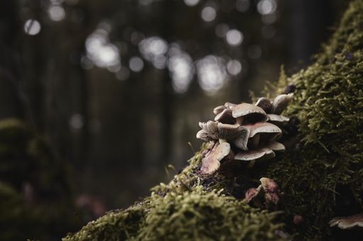 A selective focus shot of oyster mushrooms