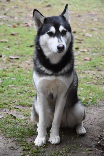 A vertical shot of a beautiful husky sitting on the grass-covered meadow