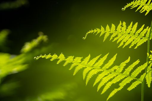 A selective focus of fern in the forest