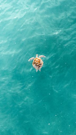 A vertical shot of a turtle swimming on the sea