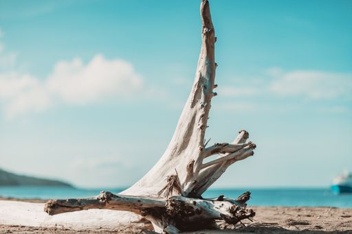 A selective focus shot of driftwood on the shore with a blurred background