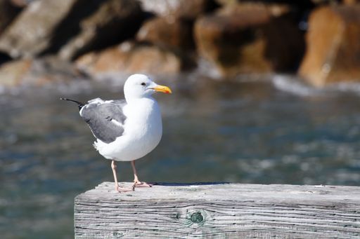 An aerial shot of a seagull perched on a wooden post in a serene body of water