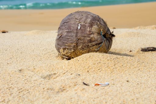 A closeup of a coconut covered in sand near the coastline on a summer day