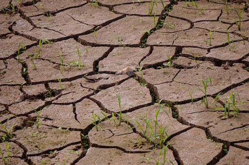 The green grass growing through dry cracks in a desert