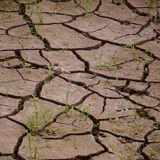 The green grass growing through dry cracks in a desert