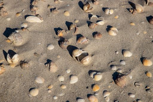 A top view of many seashells in the sand, natural