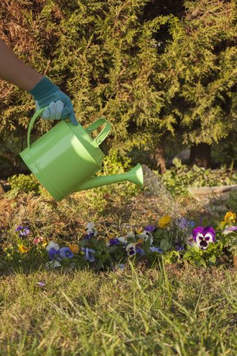 A vertical shot of a person watering flowers in garden