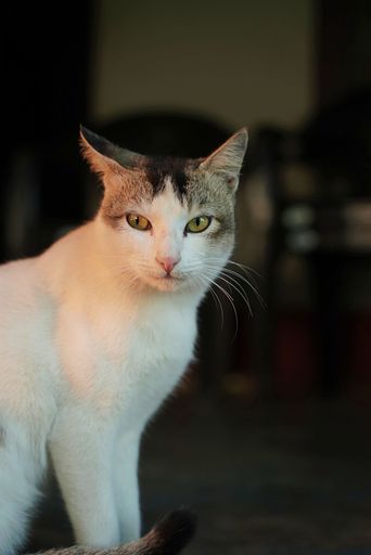 A vertical closeup shot of a cat with gray ears and white body looking on the side