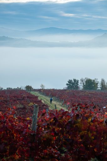 A vertical shot of the ripening vineyard on an autumn day