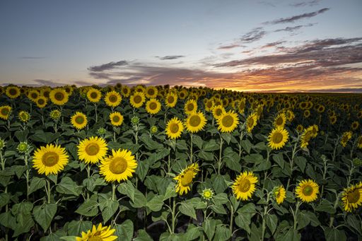 A beautiful shot of bright colored sunflowers in the field under the cloudy sky in the evening