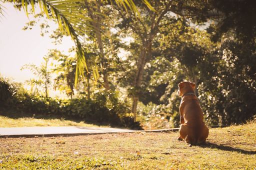 A cute brown Rhodesian Ridgeback dog sitting in the sunny park