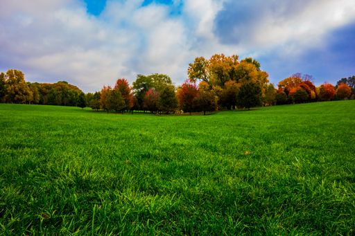 A landscape of a garden surrounded by trees and grass under sunlight and a blue cloudy sky