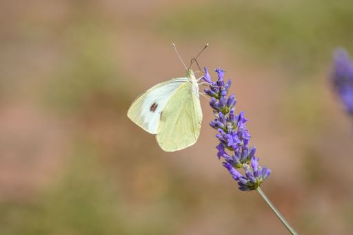 A selective focus shot of a butterfly on the blooming purple flowers