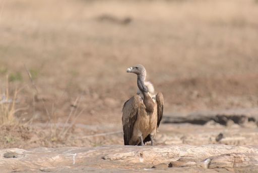 A closeup shot of a vicious vulture standing in the middle of a desert looking for prey