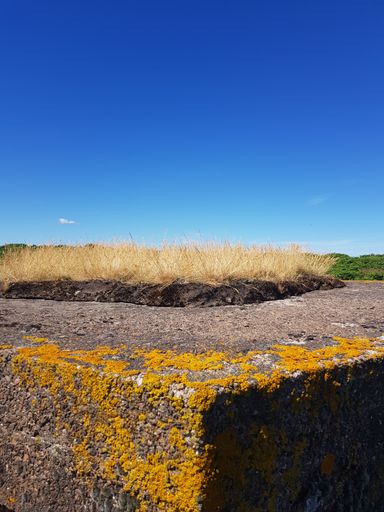 A vertical shot of a stone wall covered in yellow lichen under a blue sky on a sunny day