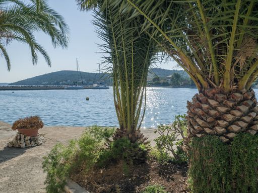 A closeup of palm trees on a beach surrounded by the sea under the sunlight - perfect for wallpapers