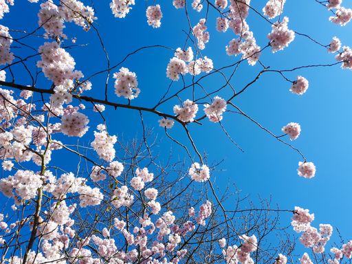 A low angle shot of a cherry blossom under the sunlight and a blue sky