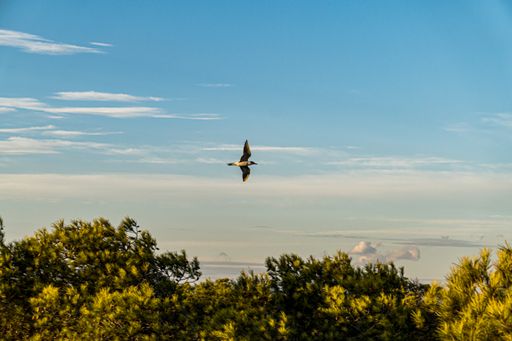 A low angle shot of a flying Sandwich tern bird