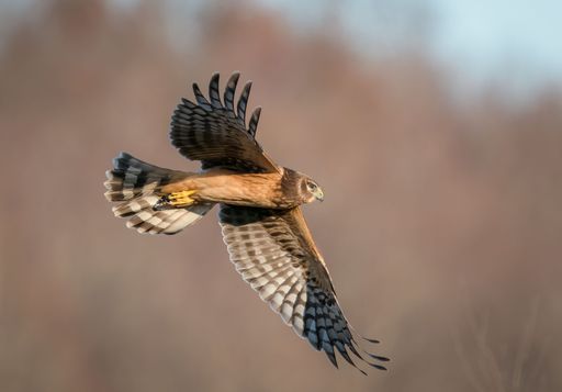 A closeup shot of a Northern harrier with yellow claws flying in the air on an isolated background
