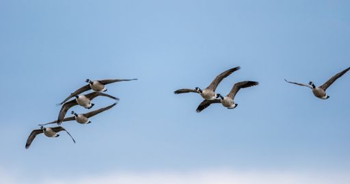 A low angle shot of a flock of Canada geese flying under the sunlight and a blue sky