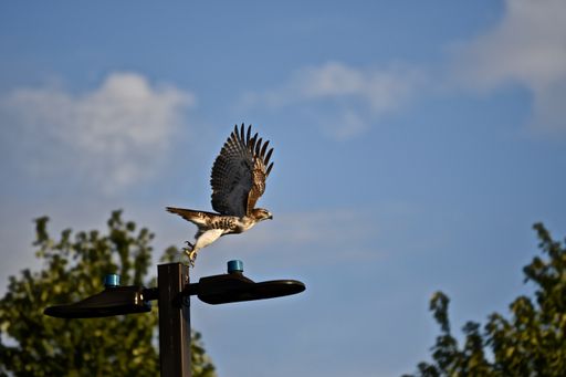 A hawk flying from a street lamp with trees on the blurry background under a blue sky
