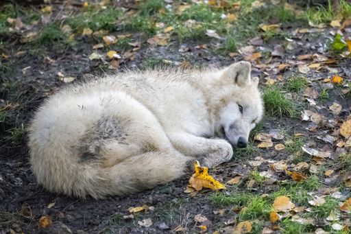 A white wolf sleeping on the ground, portrait