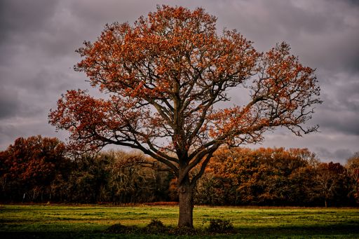 A beautiful shot of an orange autumn tree on a field under a cloudy sky