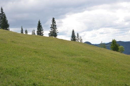 A beautiful shot of coniferous trees on a meadow