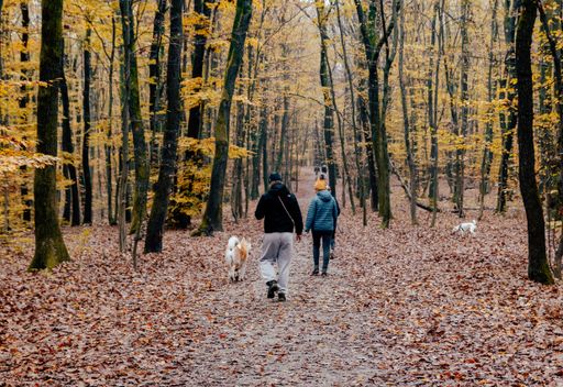 A couple  walking their dogs during a beautiful cold autumn day in the woods