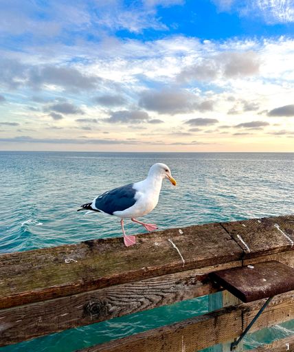 A seagull on a wooden railing against an ocean and cloudy sky