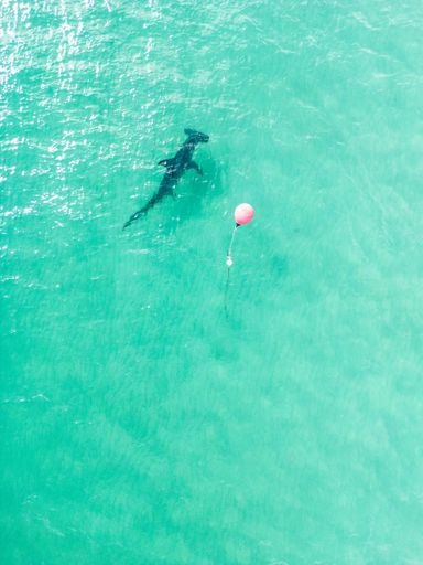 A hammer head shark swimming in water