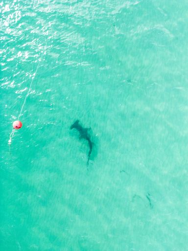 A hammer head shark swimming in water