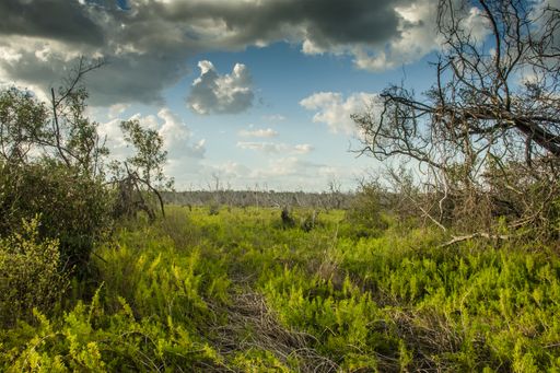 A landscape of a valley covered in grass and trees under a blue cloudy sky during daytime