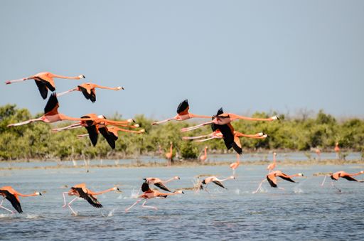 A landscape of a sea with seagulls flying above it with greenery on the background