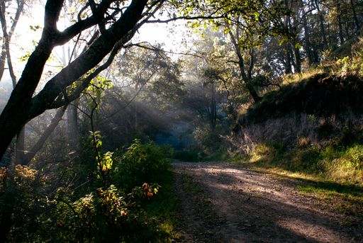 A trail in a forest during a foggy morning
